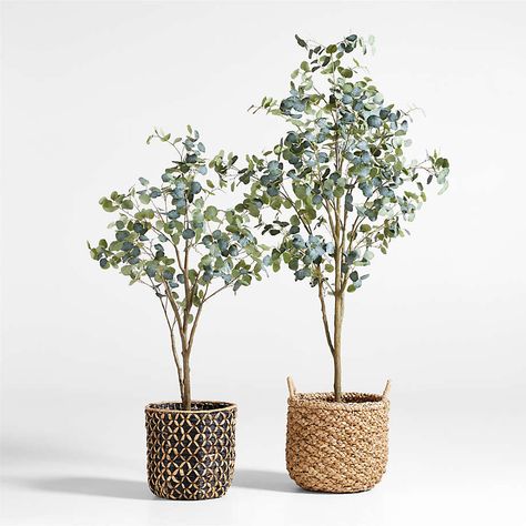 Faux Silver Dollar Eucalyptus Tree 8' + Reviews | Crate & Barrel Silver Dollar Eucalyptus Tree, Chinese Money Tree, Coastal Bedroom Furniture, Dc Apartment, Faux Trees, Pachira Aquatica, Eucalyptus Trees, Dollar Eucalyptus, Faux Olive Tree