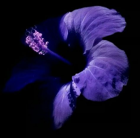 Purple flower Purple Colour Shades, Flowers Black Background, Fantastic Flowers, Purple Hibiscus, Blue Hibiscus, Petal Pushers, Garden Beautiful, Nothing But Flowers, Plant Photography