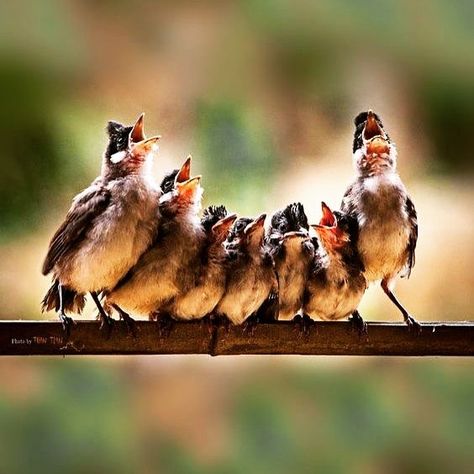 #sing #singing #music Birds Sitting, Kinds Of Birds, Pretty Birds, Bird Photo, Little Birds, Rumi, Bird Watching, Birdy, Bird Feathers