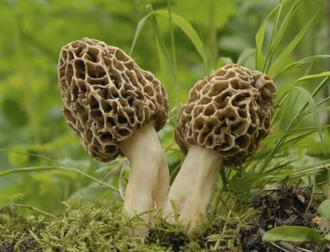 Growing Morel Mushrooms, Morel Mushroom Recipes, Morel Mushroom Hunting, Edible Fungi, Mushrooms Growing, Poisonous Mushrooms, Morel Mushrooms, Mushroom Plant, Morel Mushroom