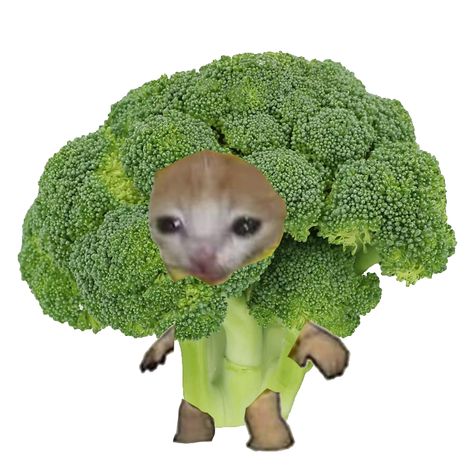 broccoli cat I made this hehe Cat As Food, Cat Food Pdp, Hehe Cat, Cat With Food, Cute Broccoli, Ugly Cats, Apple Cat, Fruit Cat, Bread Cat