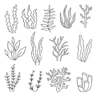 Collection of seaweed. Plants in the sea. 2216101 Vector Art at Vecteezy Underwater Doodles Simple, Underwater Easy Drawing, Coral Clip Art, Under Water Drawing Easy, Ocean Drawing Simple Underwater, Simple Sea Animal Drawing, Sea Doodle Art, Coral Drawing Simple, Ocean Doodles Simple