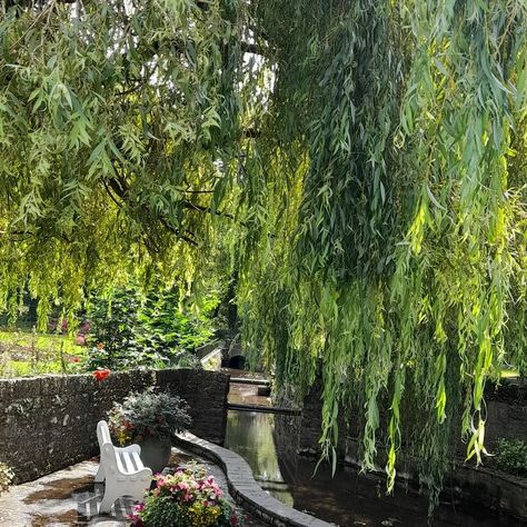 Beautiful view, weeping willow tree and bench beside river. Flowers scattered and Bridge in the background Places To Read, White Mansion, Diary Entries, Weeping Willow Tree, Reading Spot, Weeping Willow, Personal Diary, Dream Places, Willow Tree