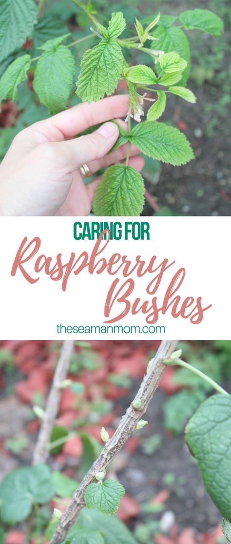 Caring for raspberry bushes Raspberry Bushes, Raspberry Bush, Growing Raspberries, Raspberry Plants, Aquaponics System, Growing Fruit, Left Alone, Vegetable Gardening, Mason Jar Diy