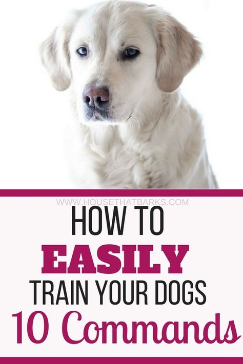 Train Puppy, Dog Minding, Easiest Dogs To Train, Cesar Millan, Puppy Training Tips, Dog Info, Training Your Puppy, Springer Spaniel, Dog Obedience