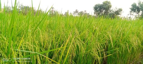 Rice crop Rice Crop, Rice, Quick Saves, Nature