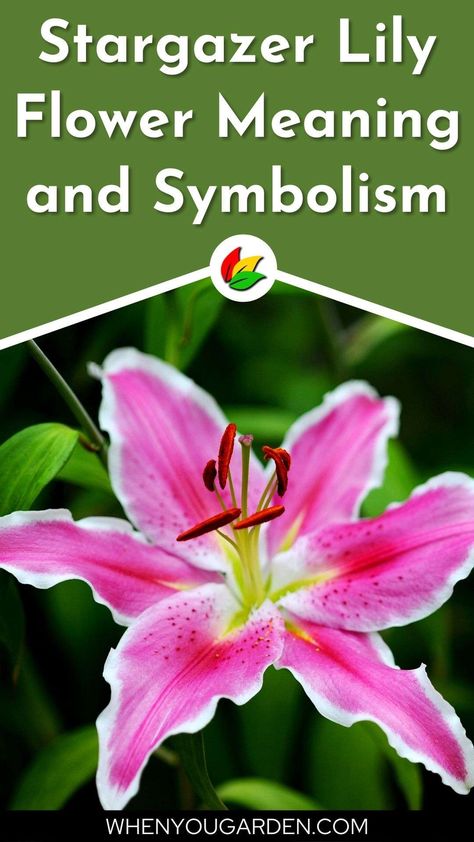 Stargazer Lily Meaning, Stargaze Lily Tattoo, Stargazer Lily Tattoo Color, Stargazing Lily Tattoo, Stargazer Lilly Tattoo, Star Gazer Lily Tattoo, Stargazer Tattoo, Stargazer Flower, Lily Stargazer