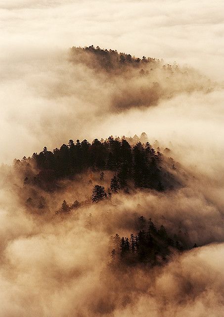 Earth Tone Aesthetic, Beautiful Poland, Magic Nature, Sepia Color, Sepia Photography, Breathtaking Photography, Magazine Pictures, Brown Aesthetic, Aesthetic Collage