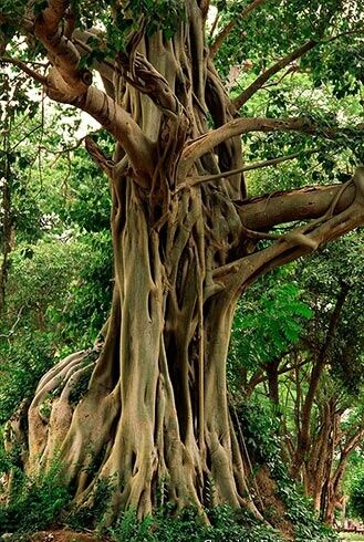 Bodhi Tree, Ficus religiosa 25 seed. The Bodhi Tree, also known as Bo (from the Sinhalese Bo), was a large and very old Sacred Fig tree (Ficus religiosa) located in Bodh Gaya (about 100 km (62 mi) from Patna in the Indian state of Bihar) Boom Kunst, Bodh Gaya, Weird Trees, Bodhi Tree, Large Tree, Old Tree, Old Trees, Unique Trees, Tree Hugger