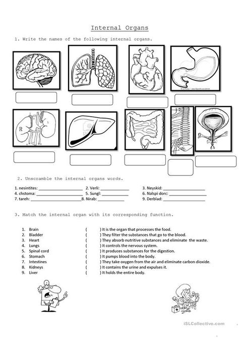 Internal Organs - English ESL Worksheets for distance learning and physical classrooms Internal Organs For Kids, Internal Organs Worksheet, Digestive System Worksheet, Homeschool Tools, Body Systems Worksheets, Hygiene Lessons, Human Body Worksheets, Free Human Body, Stem Experiments