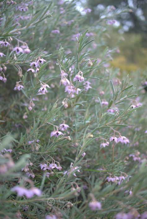 Pink and Grey: Guichenotia ledifolia - Mallee Design Australian Native Garden Design, Native Garden Design, Plant Reference, Australian Garden Design, Australian Natives, Australian Native Garden, African Plants, Australian Plants, Shade Umbrellas