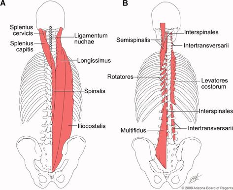 Erector Spinae, Anatomy Art, Art Tips, Map