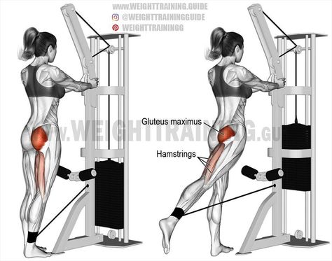 Exercise: Standing cable hip extension Type: Isolation push Target: Gluteus Maximus Synergists: Hamstrings (Biceps Femoris, Semitendinosus, and Semimembranosus) Instructions on website Notes Keep your body upright and your working leg straight. You may find that by slightly externally rotating your working leg, you achieve better glute activation. Use this exercise to isolate your glutes and hamstrings after your major compound exercises. The exercise is also great for warming up and... Hip Extension Exercise, Hip Extension, Gluteus Maximus, Fitness Meals, Cable Workout, Workout For Flat Stomach, Popular Workouts, Lower Body Workout, Stomach Workout