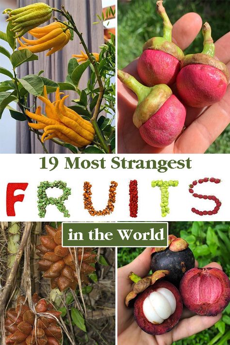 In addition to being tasty, many fruits are strange due to their appearance and the way they grow. Here are the Most Strangest Fruits ever. Rare Fruits, Black Sapote, Weird Fruit, Strange Fruit, Unique Fruit, Wood Apples, Plant Care Houseplant, Yellow Fruit, Blue Fruits