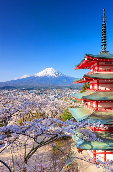 Le mont Fuji et la pagode Chureitō forment au printemps un sujet photographique digne d’une couverture de guide touristique Gunung Fuji, Fuji Mountain, Monte Fuji, Cherry Blossom Japan, Cherry Blossom Trees, Mont Fuji, Fotografi Kota, Japan Travel Tips, Japan Photography