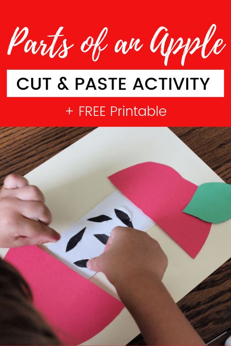 This parts of an apple activity for preschoolers and kindergarten is a great apple themed cut and paste activity. Great way to incorporate fine motor skills into your apple units. #appleunitstudy #appletheme #preschoollessonplans Free Apple Worksheets For Preschool, Parts Of An Apple Preschool Free Printable, Ten Apples On Top Preschool Activities, Stem Prek, Apples Activities, Preschool Apple Unit, Math Sorting Activities, Parts Of An Apple, Apple Unit Study