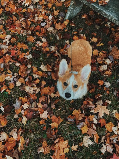 Fall Aesthetic Animals, Dog Fall Aesthetic, Aesthetic Fall Pics, Fall Puppies, Corgi Aesthetic, Fall Asthetic Photos, Pet Friendly Rugs, Fall Leaves Aesthetic, Fall Dogs