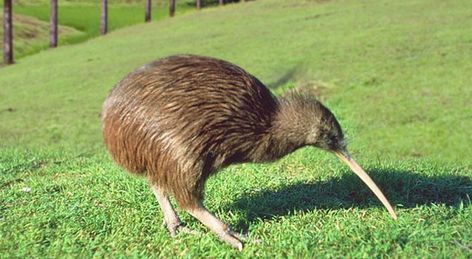 Kiwis Facts, Flightless Bird Habitat, Diet, Information with Pictures Weird Birds, Kiwi Bird, Bird Paintings, Nz Art, 타이포그래피 포스터 디자인, Flightless Bird, National Animal, Australian Animals, Big Bird