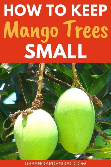 small mango tree Mango Tree In Pot, Mango Tree Backyard, Mango Trees Garden, Pruning Mango Tree, How To Grow Mango, Orchard Planning, Mango From Seed, Growing Mango, Grow Mango