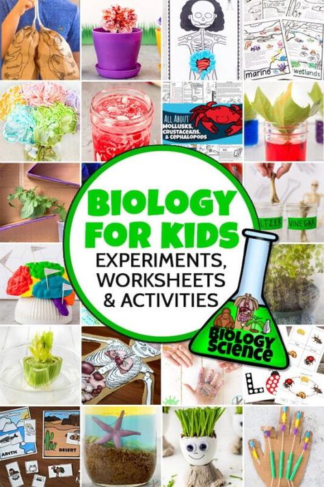 Explore biology for Kids with this engaging biology science experiments and worksheets. These human body experiments are perfect for learning about muscles, bones, heart, brain, lungs, plants, and more. We have lots of plant activities for preschool, pre-k, kindergarten, first grade, 2nd grade, 3rd grade, 4th grade, 5th grade, 6th grade, 7th grade, 8th grade, 9th grade, 10th grade, 11th grade, and 12th graders. Biology For Kindergarten, Elementary Biology Activities, Easy Biology Experiments, Biology Science Experiments, Biology Stem Activities, Science Experiments For 3rd Grade, Science For 3rd Grade, Biology Experiments For Kids, 3rd Grade Activities Fun