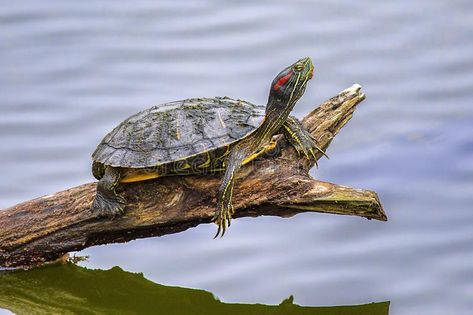 Mural Fence, Pool Mural, River Turtle, Interpretive Signage, Water Turtle, Turtle Images, Night Scenes, Turtle Pond, Animal Study