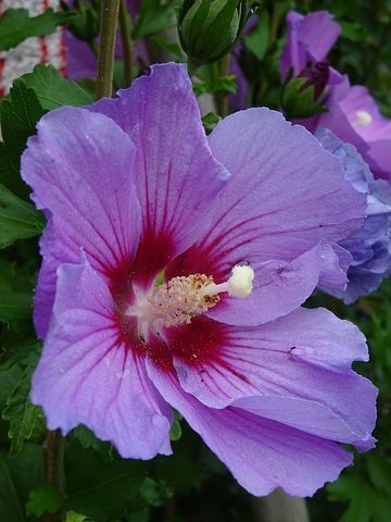 Hibiscus Schizopetalus, Purple Hibiscus Flower, Flower Planting Guide, Sacred Garden, Purple Hibiscus, Tattoo Flowers, Tropical Gardens, Flower Icons, Purple Garden