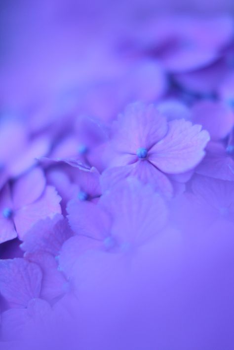 Violet Aesthetic, Lavender Aesthetic, Light Blue Aesthetic, Purple Themes, Luminous Colours, All Things Purple, Purple Hues, Purple Aesthetic, Pantone Color