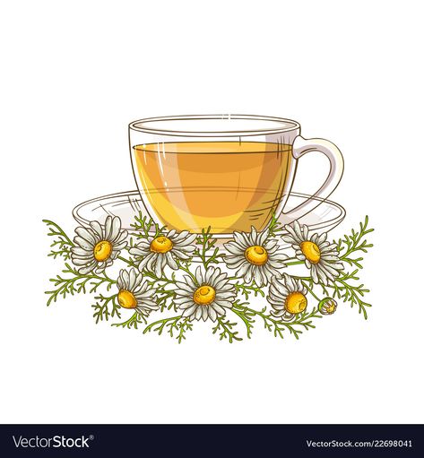 Cup Of Tea Drawing, Chamomile Illustration, Tea Vector, Tea Tattoo, Teacup Tattoo, Tea Illustration, Herb Tea, Chamomile Tea, Tea Box