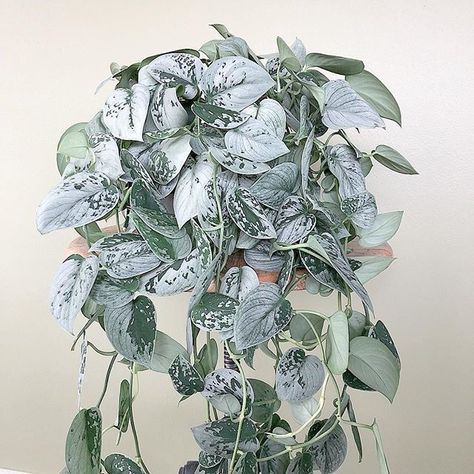 scindapsus pictus silvery ann #pothos Silvery Ann Pothos, Pet Friendly House Plants, Wishlist Plants, Low Light House Plants, Albizia Julibrissin, Easy House Plants, Air Purifying House Plants, Plant Wishlist, Plant Goals