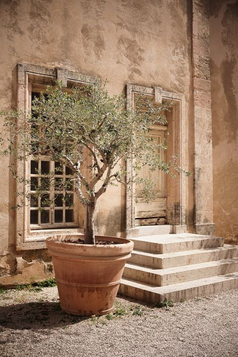 large olive tree in a pot in a Mediterranean garden Potted Olive Tree Outdoor Patio, Olive Tree In Terracotta Pot, Potted Orange Tree, Olive Trees In Pots Outdoor, Tea Olive Tree, Olive Tree Pot, Tree In Container, Olive Trees In Pots, Italian Landscaping