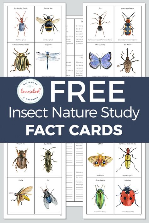 Preschool Insect Study, Insect Bingo Free Printable, Insect Projects For Kids, Ladybug Project, Insect Preschool, Insect Unit Study, Rhinoceros Beetle, Nature Lessons, Amazing Insects