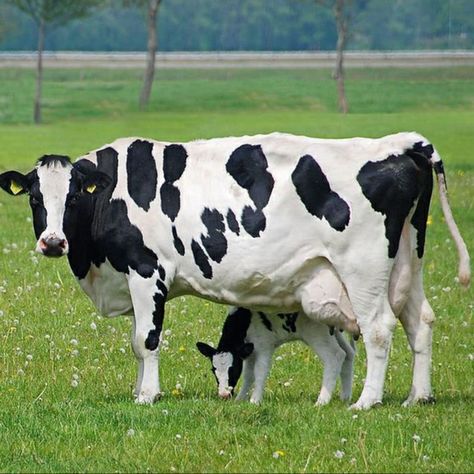 Holstein Friesian Cow, Cow Images, Cow Holstein, Black And White Cows, White Cows, Wallpaper Photo Hd, Jersey Cow, Dairy Cattle, Dairy Farm