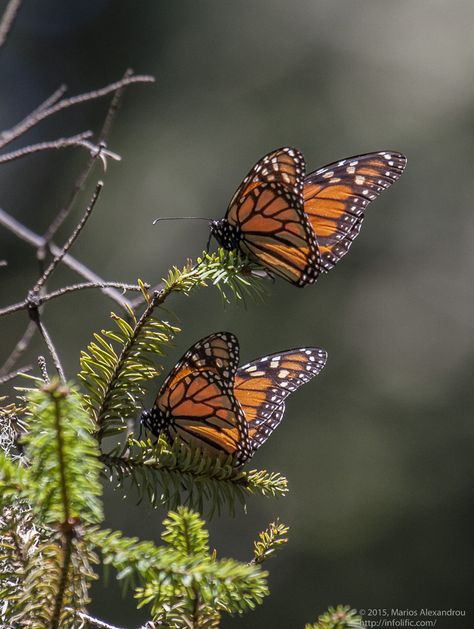 Art Collab, Butterfly Photography, Beautiful Butterfly Photography, Monarch Butterflies, Butterfly Pictures, Drawing Stuff, Marquetry, Monarch Butterfly, Science Art