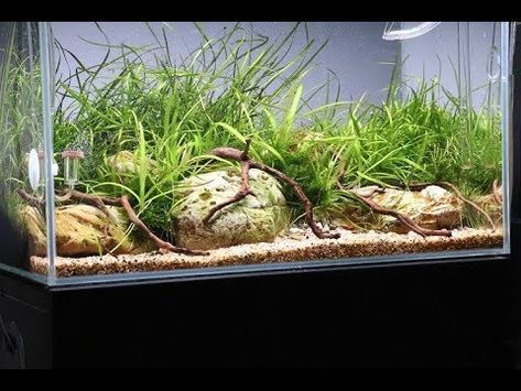 River Style Aquascape, Aquarium Garden Ideas, River Aquascape, Dragon Stone Aquascape, Simple Aquascape, Aquarium Scape, River Aquarium, Aquascape Inspiration, Aqua Scape