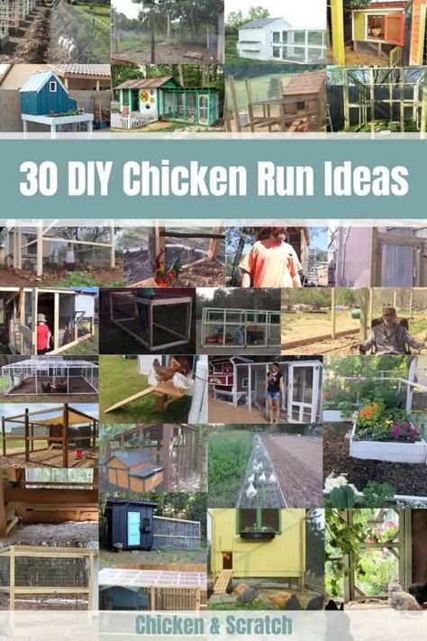 Chicken Cages Ideas, Diy Small Chicken Run, Chicken Coop 30 Chickens, Unique Chicken Run Ideas, Chicken Coop Runs Ideas, Diy Chicken Coop Run Ideas, Diy Chicken Run Ideas Easy Cheap, Chicken Coop And Run Ideas Diy, Chicken Run Ideas Diy Cheap