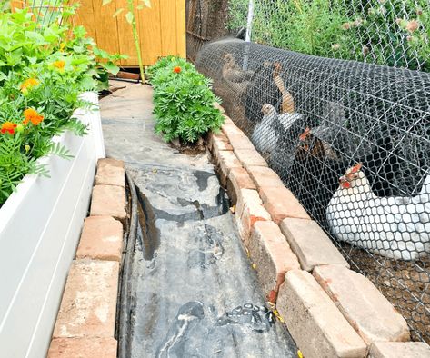 Chicken Tunnel Blog Diy Quick Chicken Coop, Chunnel Chicken Tunnel Diy, Chicken Tunnel Ideas, Chicken Tunnels Diy How To Build, Chicken Tunnel Around Garden, Chunnel Chicken Tunnel, Diy Chicken Tunnel, Chicken Tunnel, Homestead Inspiration