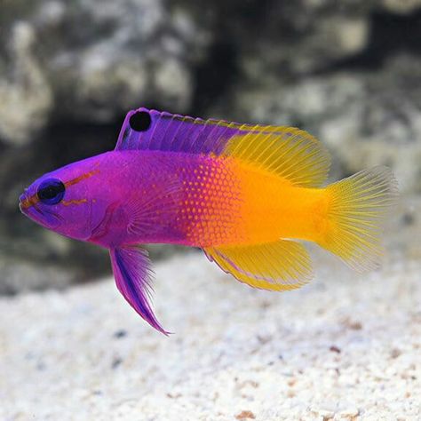 Reef Safe Fish, Saltwater Aquarium Beginner, Fish For Beginners, Saltwater Aquarium Fish, Pretty Fish, Fauna Marina, Fishing For Beginners, Salt Water Fish, Air Tawar