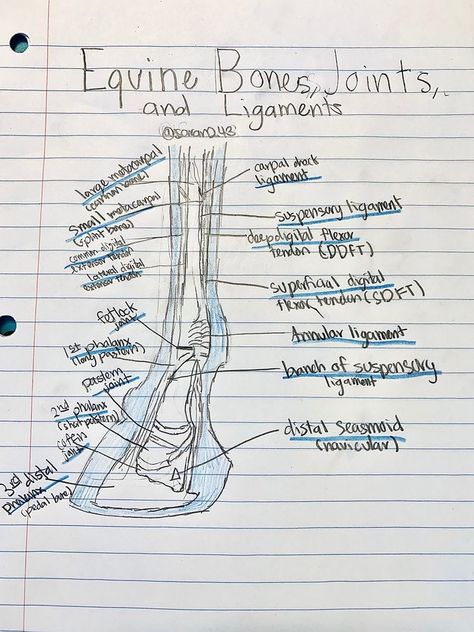 Equine Vet Tech, Veterinary Medicine Student, Veterinarian School, Vet School Motivation, Equine Science, Vet Tech School, Equine Veterinarian, Vet Notes, Vet Tech Student