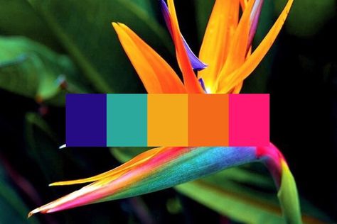 Birds Of Paradise Color Palette, Bird Of Paradise Color Palette, Vibrant Color Palette Bright Colours, Paradise Color Palette, Paradise Outfits, Flower Color Palette, Curly Salon, Colour Dictionary, Motif Jungle