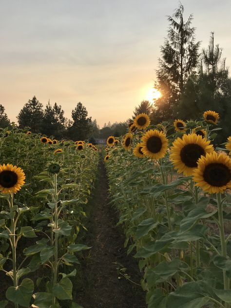 Sunflower Field Aesthetic, Amina Core, Sunflower Picking, Sunflowers Aesthetic, Sunflowers Field, Field Aesthetic, Sunflower Farm, Field Of Sunflowers, Beautiful Home Gardens