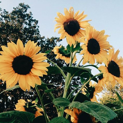 Imagem de sunflower, flowers, and yellow Sunflower Pictures, Plants Are Friends, Sunflower Wallpaper, Yellow Aesthetic, Mellow Yellow, Flower Child, Plant Life, Love Flowers, My Flower