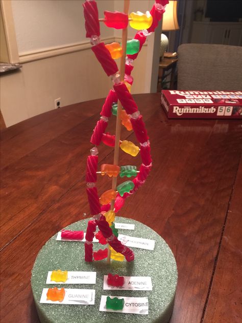 Candy DNA Strand 7th Grade Homemade Dna Model, Edible Dna Model Project, Dna Strand Model, Dna Models Projects, Candy Dna Model, Dna Strand Project, Biology School Projects, Biology Art Project, Dna Project Ideas