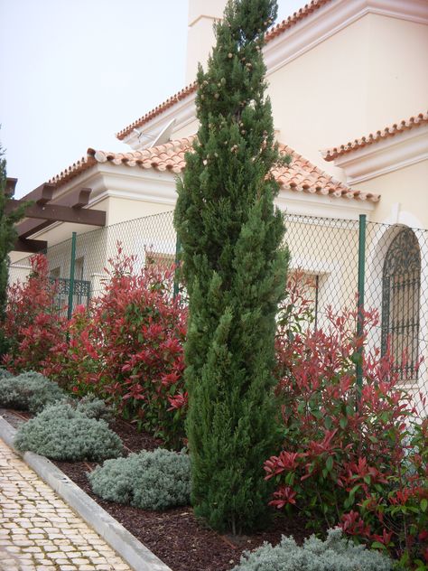 Cupressus sempervirens 'stricta' Cupressus Sempervirens, Colorful Plants, Bougainvillea, Garden Layout, Algarve, Backyard Ideas, Modern Garden, Trees To Plant, Adult Coloring