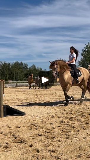 2.1M views · 119K reactions | Z7 Show Horses on Reels | Z7 Show Horses · Original audio Horse Barn Ideas Stables, Show Horse, Barn Ideas, Horse Barns, Horse Barn, Show Horses, Beautiful Horses, Stables, Country Girls