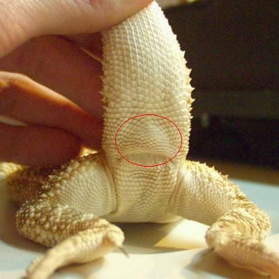 Bearded Dragon . org - Sexing Your Bearded Dragon Fancy Bearded Dragon, Dragon Facts, Bearded Dragon Diy, Bearded Dragon Cage, Bearded Dragon Habitat, Bearded Dragon Tank, Bearded Dragon Diet, Baby Bearded Dragon, Bearded Dragon Cute