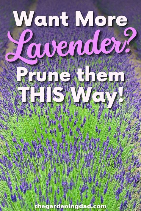 Are you a big fan of using lavender in your house? This article will show you how to start growing lavender from seed. #thegardeningdad #lavender #herbs Grow Lavender From Seed, Growing Lavender From Seed, Lavender From Seed, Lavender Pruning, Planting Lavender, Lavender Plant Care, Using Lavender, Grow Lavender, Garden Remedies