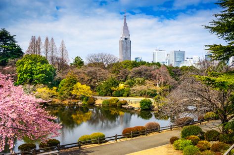 Shinjuku-gyoen was designed as an imperial retreat (completed 1906); since opening to the public in 1951, it's become a favourite destination for Tokyoites in need of a quick escape from the hurly-burly of city life. The spacious manicured lawns are perfect for picnicking. Don’t miss the greenhouse… Mount Fiji, Shinjuku Gyoen National Garden, Japanese Park, Spring Landscapes, Japan With Kids, Japan Honeymoon, Urban Wildlife, Places In Tokyo, Trip To Tokyo