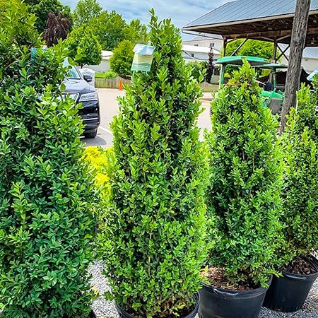 Wintergreen Boxwood, Green Mountain Boxwood, American Boxwood, Boxwood Shrubs, Japanese Boxwood, Boxwood Landscaping, Front Garden Ideas, Shrubs For Landscaping, Boxwood Tree