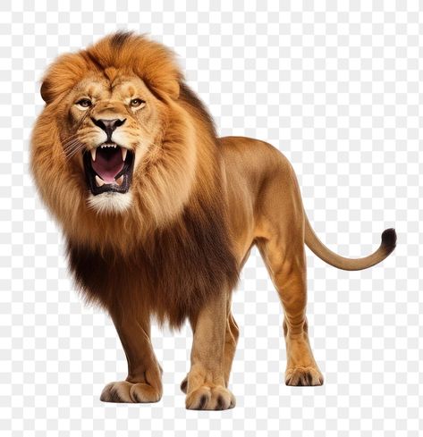 Lion Png, Animal Body Parts, Roaring Lion, Animal Wildlife, Animal Cartoon, Cartoon Animals, Art Videos, Art Drawing, Animals Wild