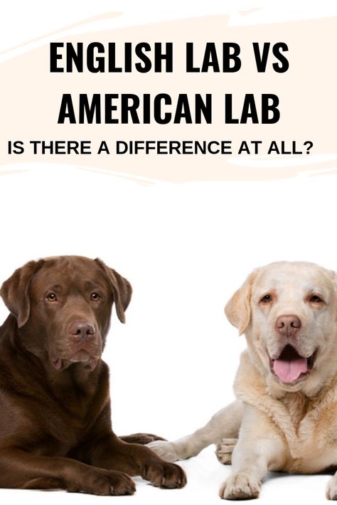 English Vs American Labrador, Chocolate English Lab, English Chocolate Lab, American Labrador Retriever, Lab Puppy Training, English Labrador Retriever, English Lab Puppies, Labs Dogs, American Labrador